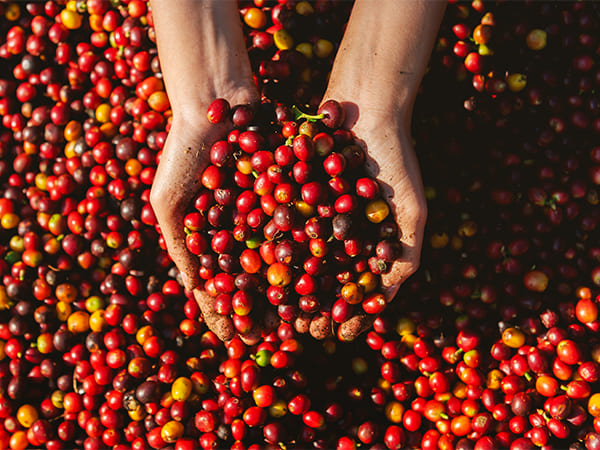 Produk PT. Sapta Indah Borneo (4)